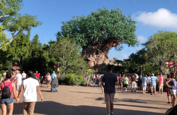 Tree of Life at Animal Kingdom, Disney World