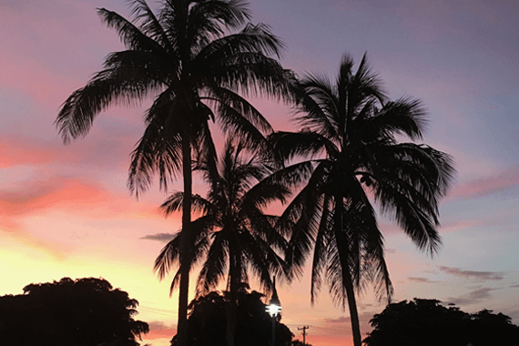 Sunset in Sarasota, pink and orange sky behind palm trees.