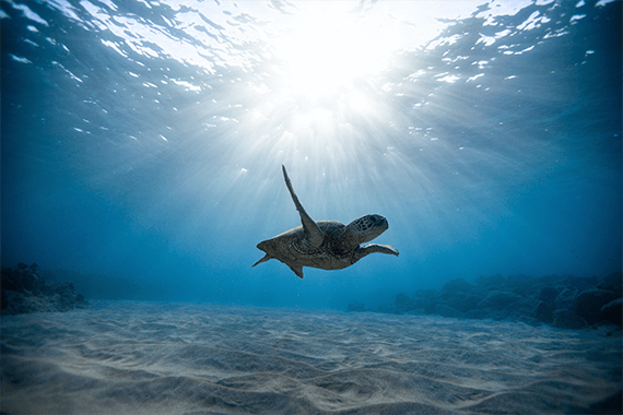 Sea Turtle swimming underwater