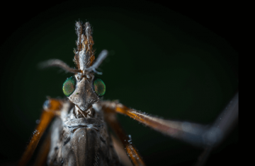 Closeup of mosquito