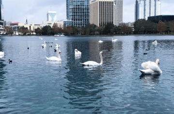 Swans swimming in Eola Lake, Orlando FL