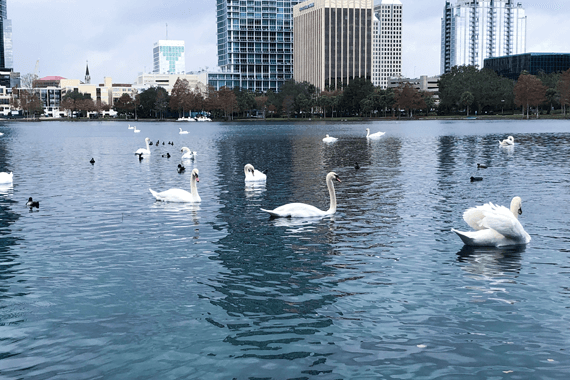 Orlando Vegan City Guide | Lake Eola