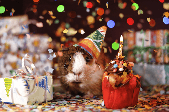 Hamster sitting beneath Christmas tree, wearing party hat and presents.